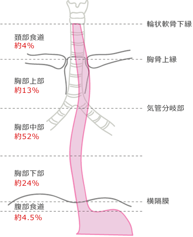 esophagus01