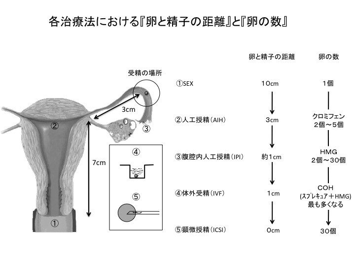 から 受精 まで 排卵